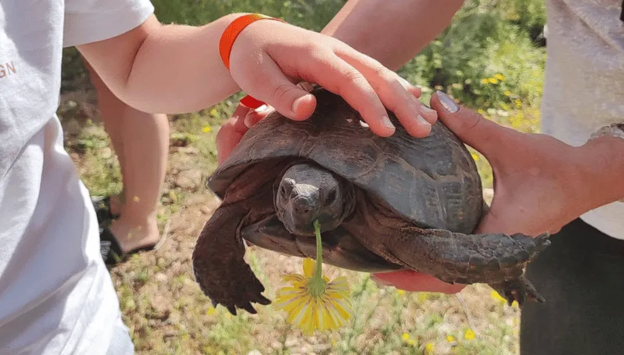 Nature Safari photo 12